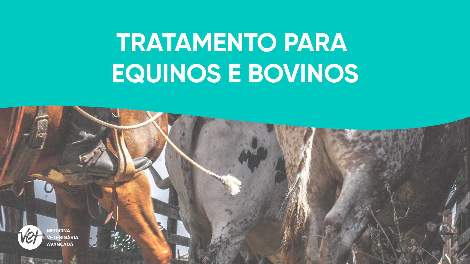 Tratamentos Equinos e Bovinos